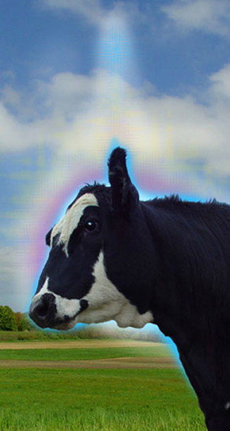 holy cow digital art